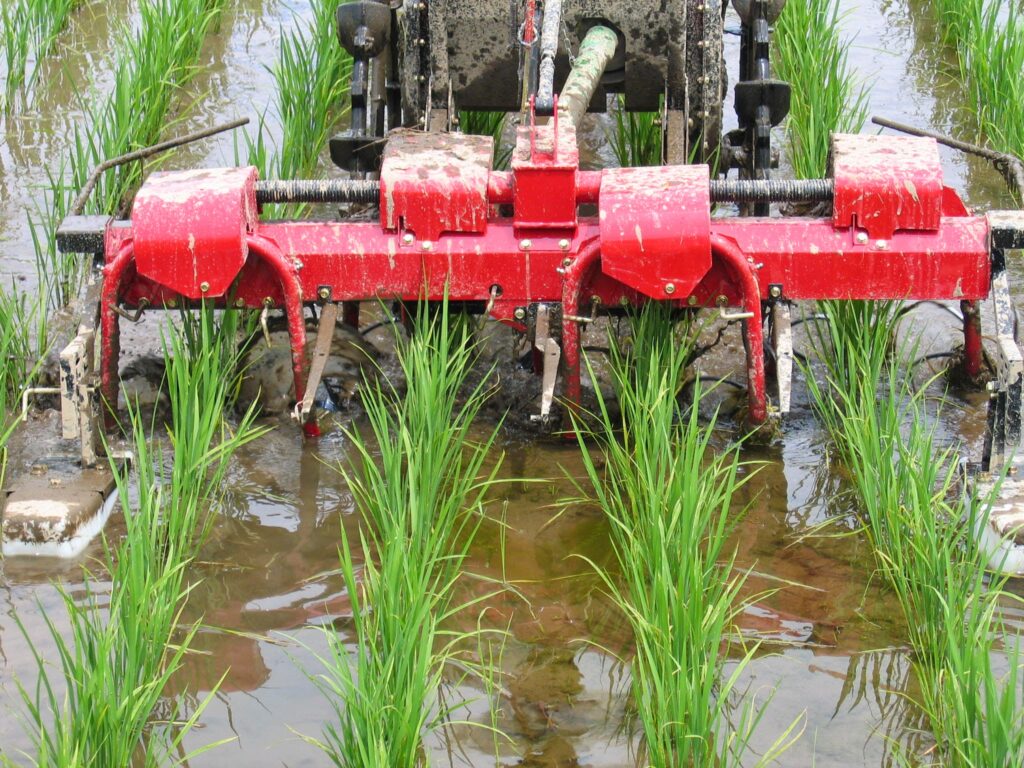 除草機の前部のスクリューが株間で回転し、除草している様子