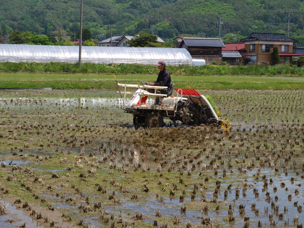 不耕起の田んぼへの田植え