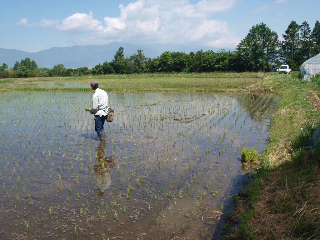 田植えの後、田んぼに入り補植作業をしている小牧久幸