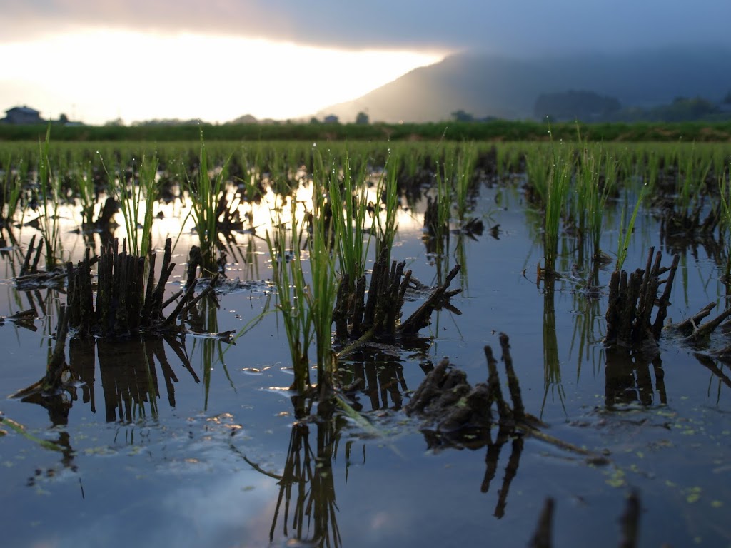 不耕起の田んぼに植えた苗