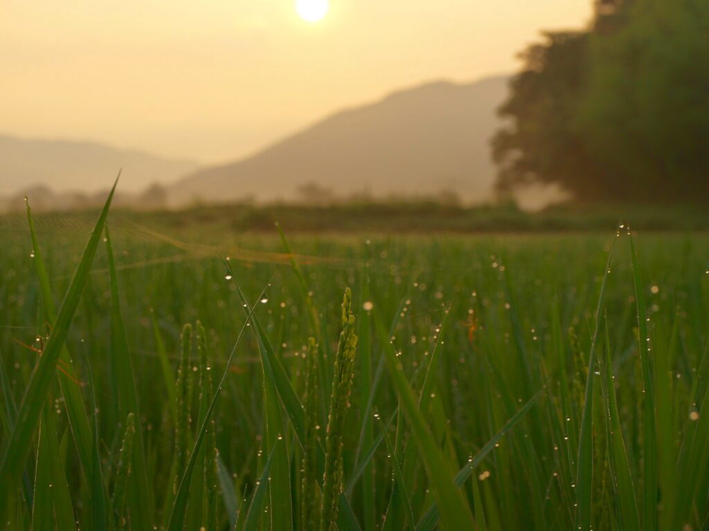 朝霧の幻想的な田んぼ