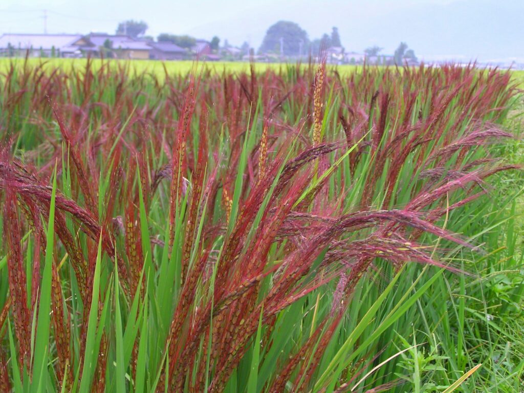 赤米(紅吉兆)の稲穂