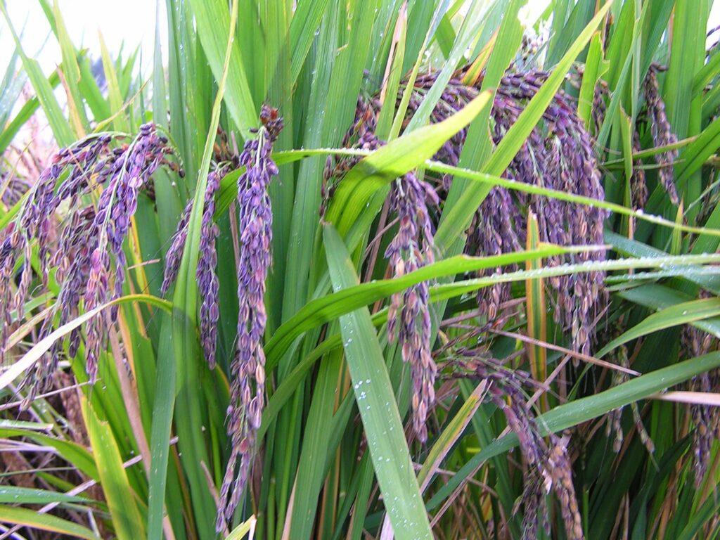 黒米(紫黒苑)の稲穂