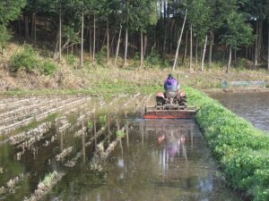 冬期湛水田を5月に代掻き