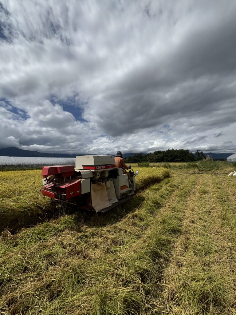 コンバインで収穫