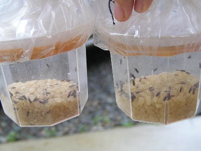 コクゾウ虫の生存実験前の様子。
無農薬玄米と市販の発酵玄米でも、コクゾウ虫は元気に動き回っていた。