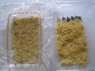 市販の発酵玄米では、全部のコクゾウ虫が死滅。無農薬米では、コクゾウ虫が元気に動き回っていた。