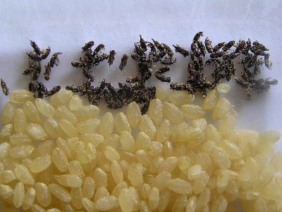 死んだコクゾウ虫を拡大した写真