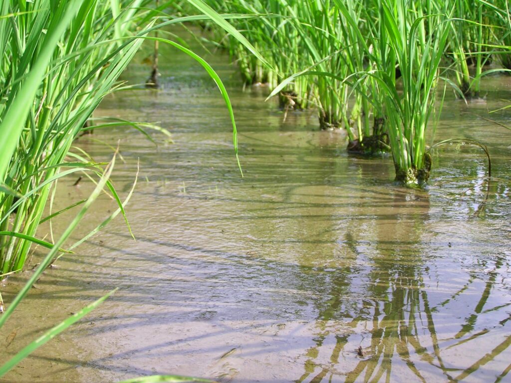 圃場Eで、トロトロ化した田んぼの土