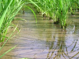 圃場Eで、トロトロ化した田んぼの土