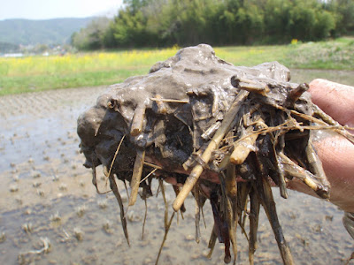 冬期湛水田にて、手ですくった稲わらの上のトロトロ層