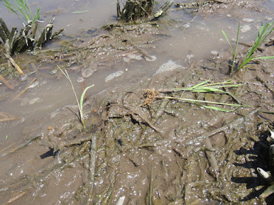 トロトロ層に突き刺さらず、横になっている苗