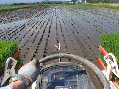 冬期湛水後の不耕起田に普通の田植え機で田植え