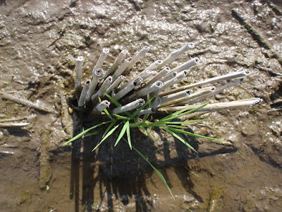 昨年の稲株に寄り添うように、植わっている今年の稲の苗