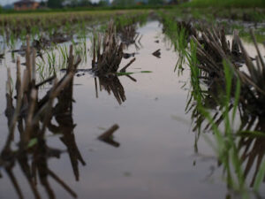 冬期湛水後の不耕起田に植え付けられた稲の苗