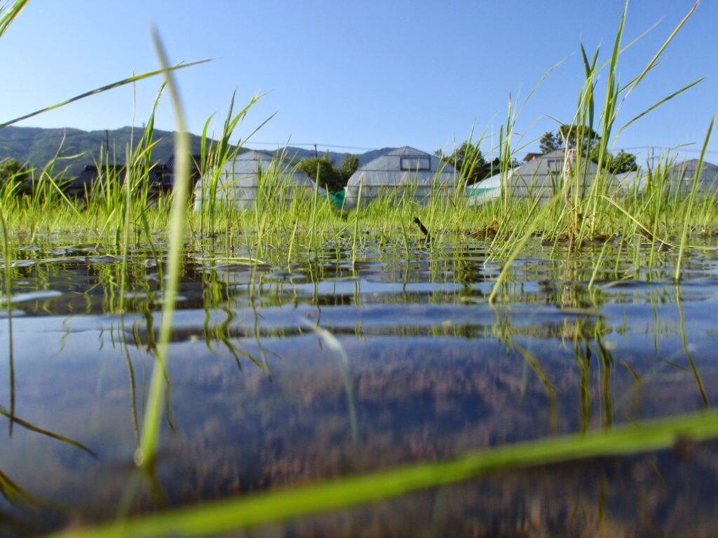冬期湛水していない圃場では藻が覆わない為、遮光効果は全く無い。