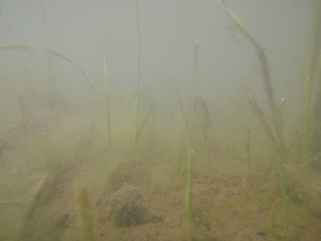 藻による遮光効果で、水中で弱っているヒエ