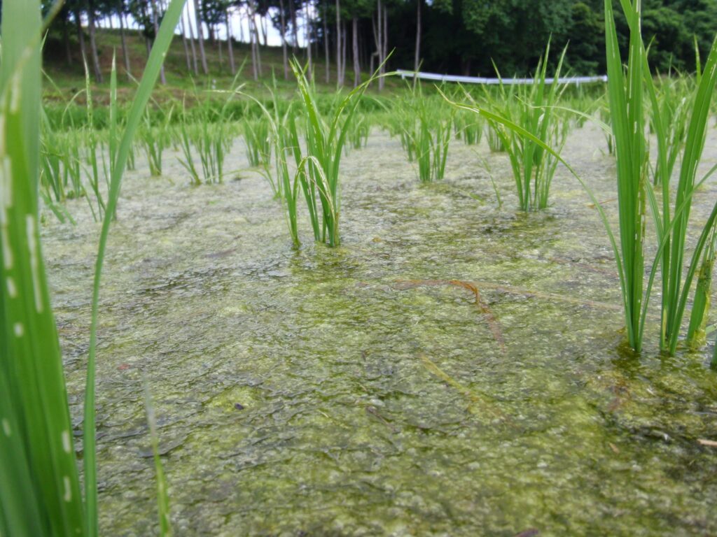 冬期湛水田では、当たり前のように見られる田面を覆いつくす藻