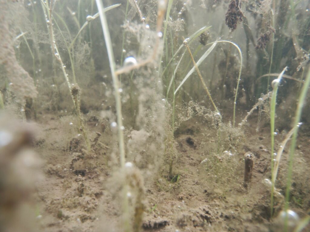 水中で、死滅寸前のヒエ