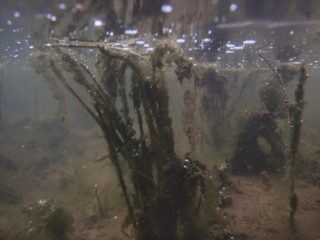 圃場の均平が悪く、深水に埋没し、死滅した稲の苗