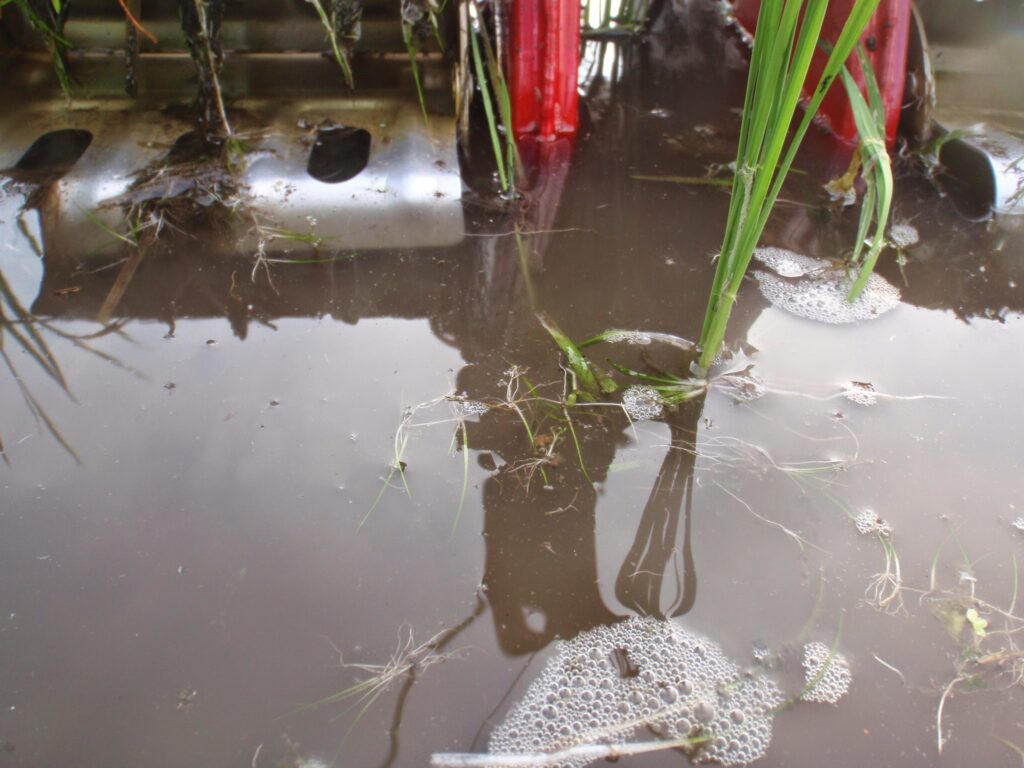 トロトロ層に根付いたコナギはトロトロ層に強固に活着できず、除草機で攪拌により、水面に浮いた芽生えたばかりのコナギ