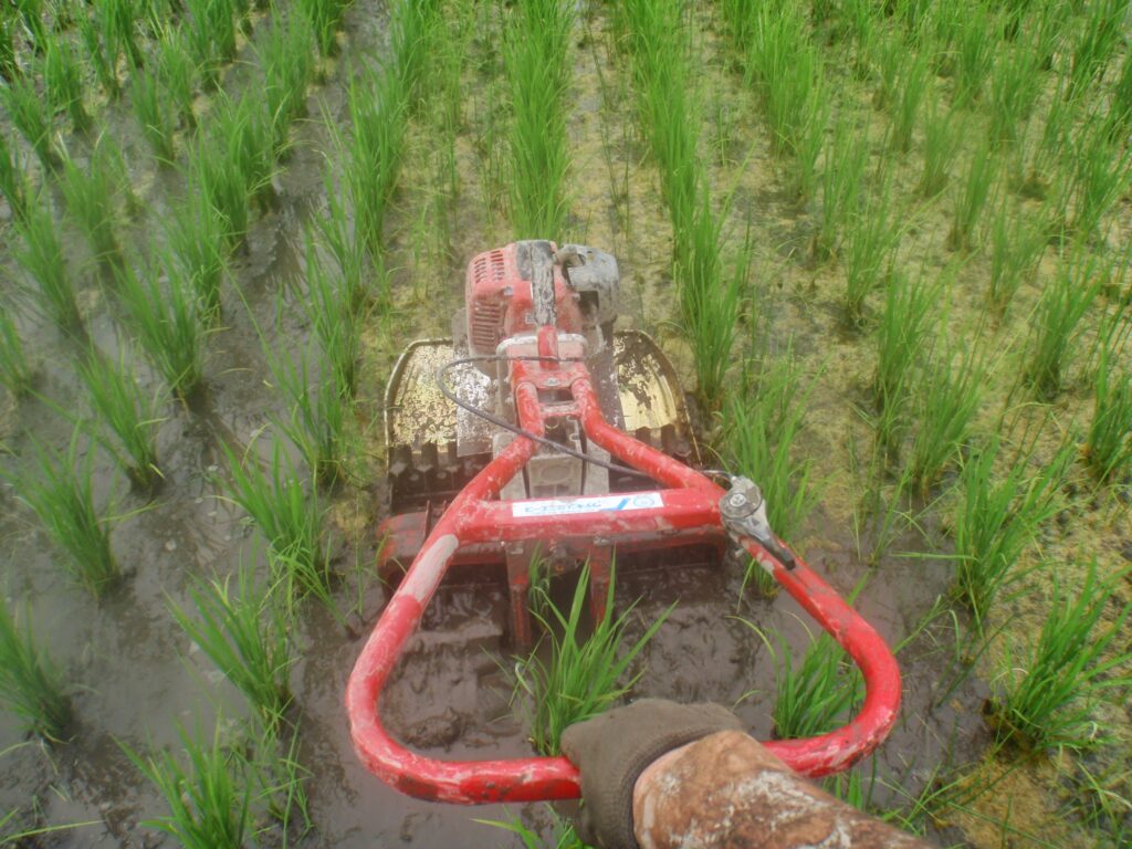 冬期湛水田で、藻が稲の苗を倒さないように落水後、除草している様子