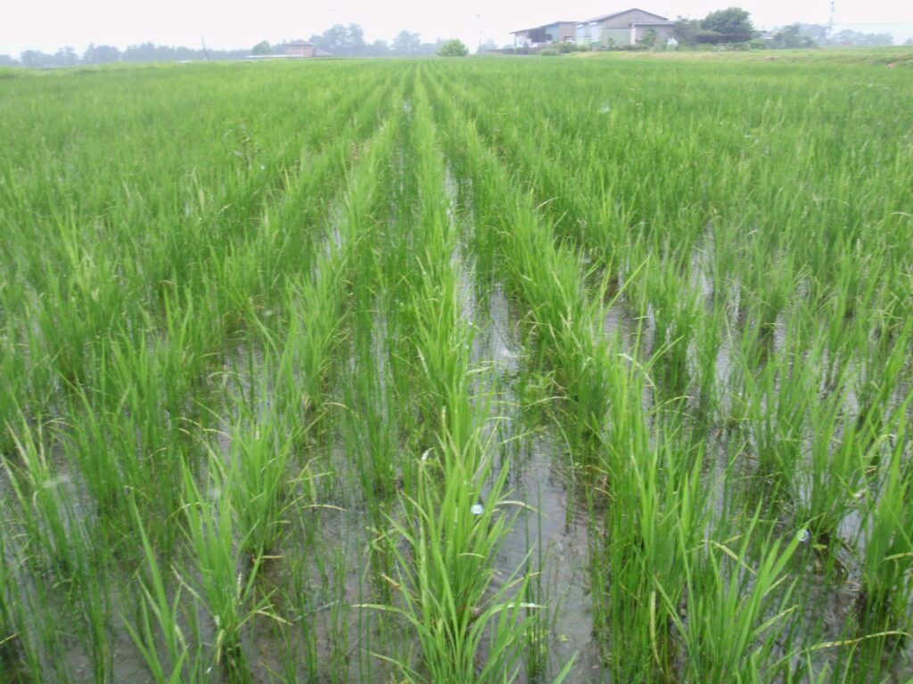 不耕起＋冬期湛水田の条間に、繁茂したトグサのような姿をしたクログワイ