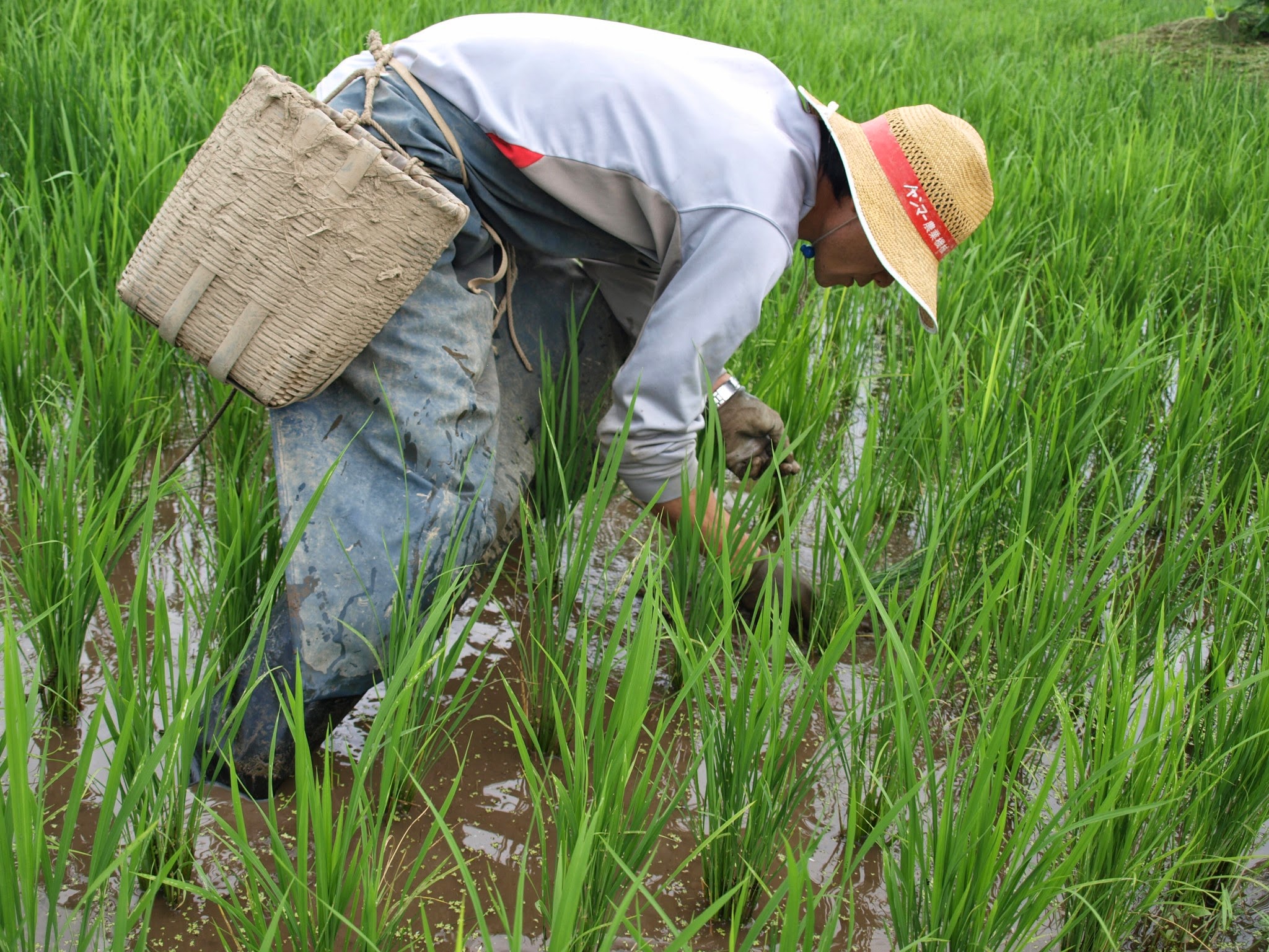 無農薬栽培2年目の除草記録｜夫婦2人で100時間、手取り除草で雑草と戦った真実