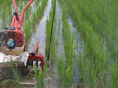 稲の苗が小さく、クログワイもまだ背丈が低い若い内に除草している様子