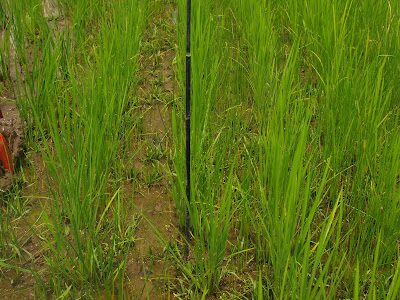 クログワイを1回除草した部分とまだ未除草の部分の比較