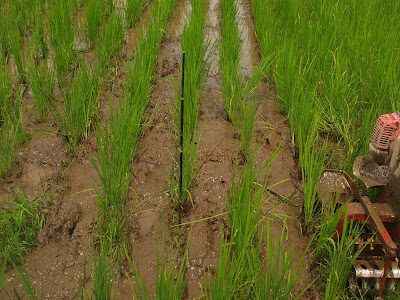 クログワイの早期の複数回除草がクログワイ除草に一定の効果があることを示す写真