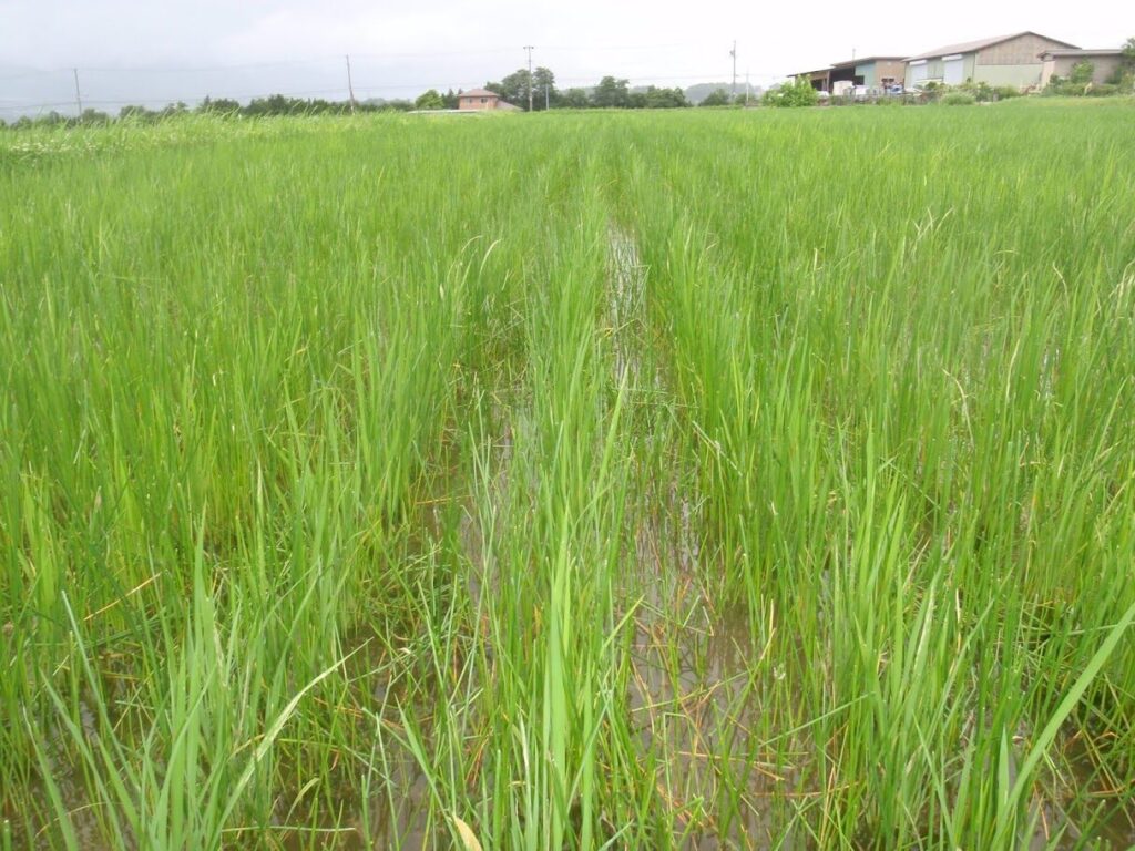 条間に繁茂しているクログワイ