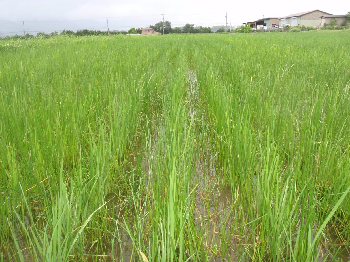 2013年の栽培記録と気象データ