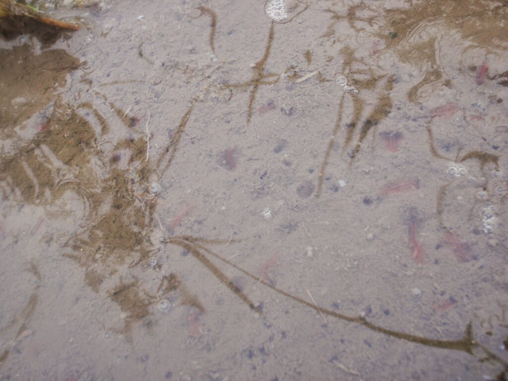 トロトロ層からお尻の方を水面に出し、ゆらゆら揺れているイトミミズ