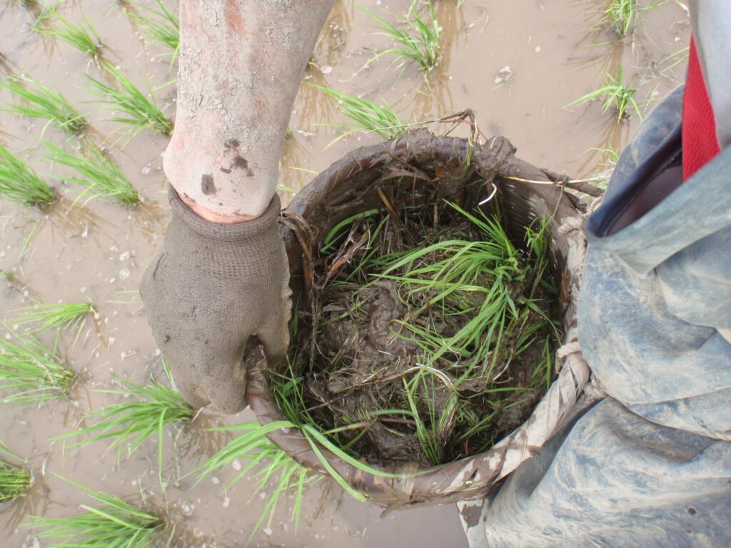 魚籠一杯の雑草