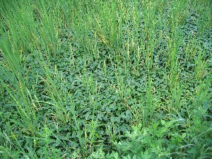 田んぼ一面に広がったカーペットのような雑草