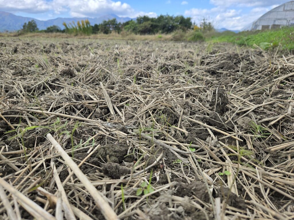2025年10月、田んぼ一面に発芽したヘアリーベッチ