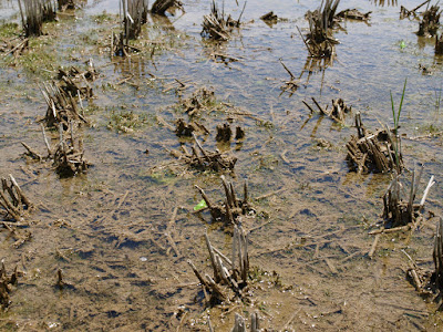 2015年の栽培記録と気象データ