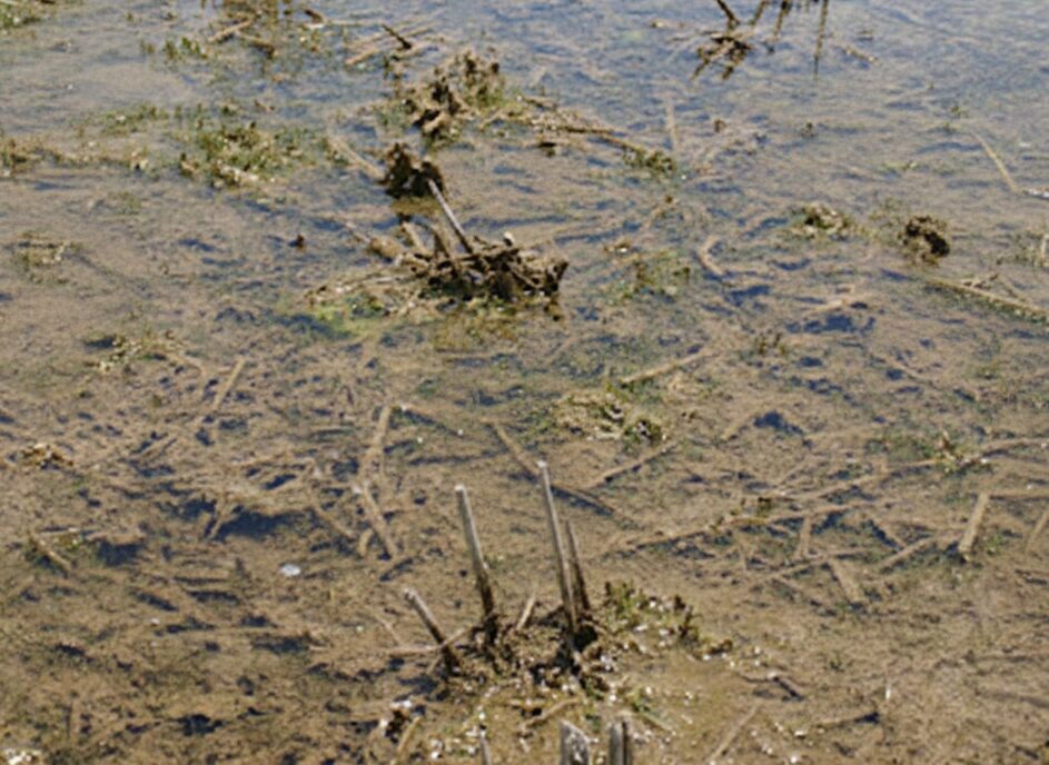 薄いトロトロ層が枯れたヘアリーベッチを覆う土はこんな感じ