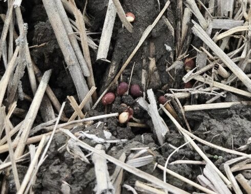 田んぼの地表に落ちたヘアリーベッチの種