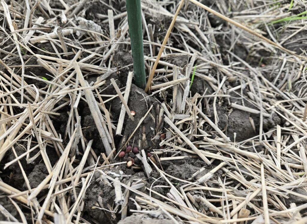 定点観測の為に、へアリーベッチの種の近くに立てた緑の棒