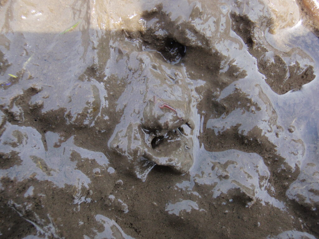 発酵鶏糞散布→不耕起田へ冬期湛水した圃場のトロトロ層にエラミミズが観察できた