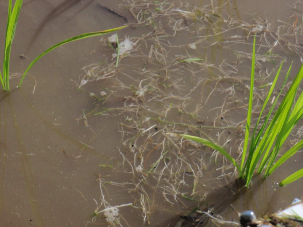 除草機で、土を攪拌して水面に浮いた発芽初期の雑草