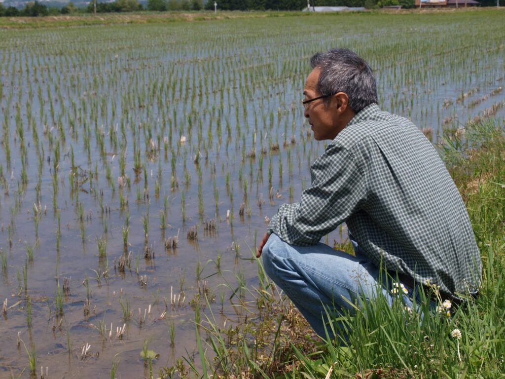 無農薬米の圃場見学の様子|伊那谷で栽培状況を確認するお客様
