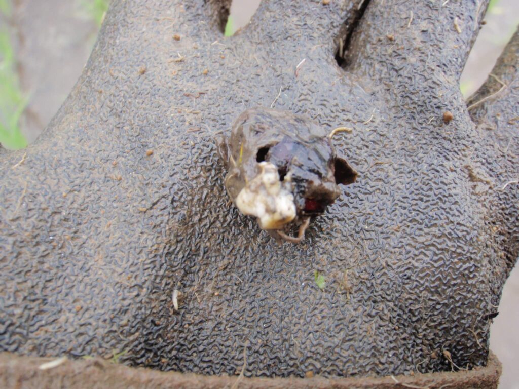 前年の冬期複数回耕起で、寒さと乾燥で死滅したクログワイの塊根