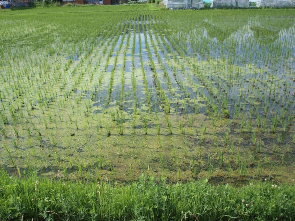 漏水により、毎日冷たい水で冷やされ、生育が遅れている当農家の無施肥・不耕起・冬期湛水田