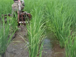 2条用中耕除草機で、田んぼの条間の雑草を攪拌しながら除去している様子