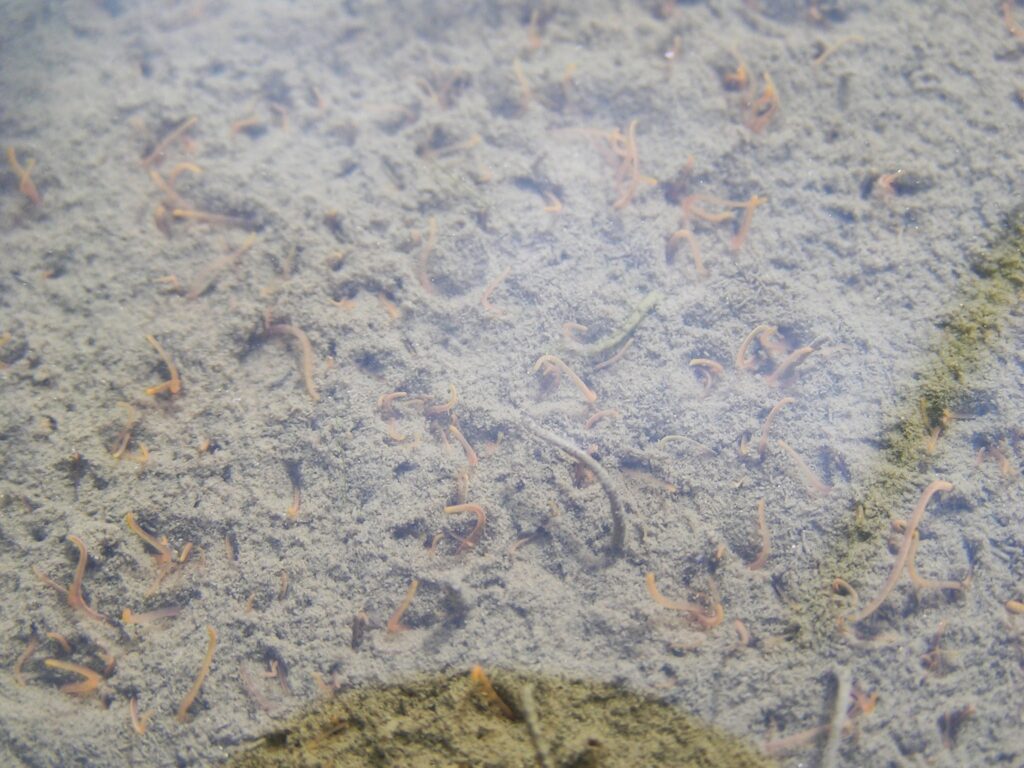 当農家の田んぼで撮影したトロトロ層で、お尻を上向きにして、ゆらゆら揺れる大量のイトミミズの様子