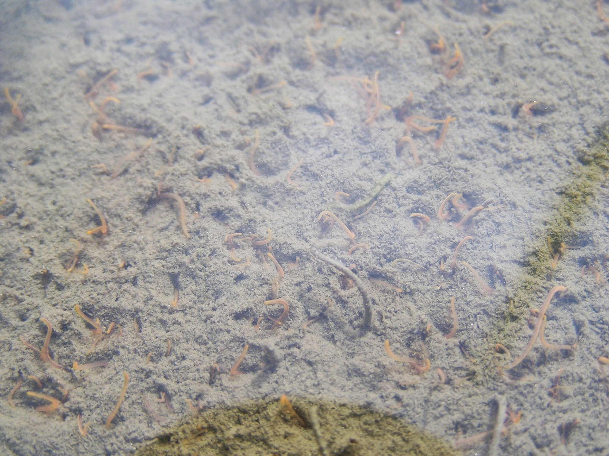 自然循環の力で育てる無農薬米｜田んぼの小さな生き物と稲作の設計図