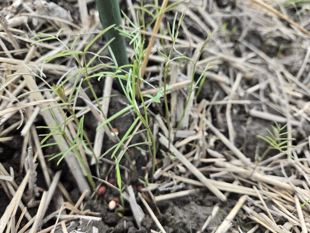 2025年10月末のまだ柔らかな緑色のヘアリーベッチ